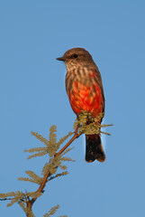 Vermilion Flycatcher male perched, La Pampa, Patagonia,  Argentina