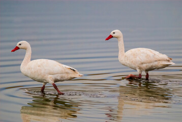 Fototapeta premium Coscoroba swan swimming in a lagoon , La Pampa Province, Patagonia, Argentina.