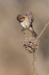 Vermilion Flycatcher female, perched, La Pampa, Argentina