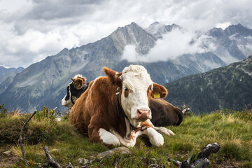 Fototapeta na wymiar cows resting in the Austrian mountains