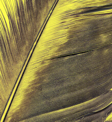 golden feathers