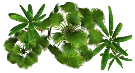 Fotobehang Aerial overhead view of 3D tropical forest trees and foliage PNG illustration 1 © Mike