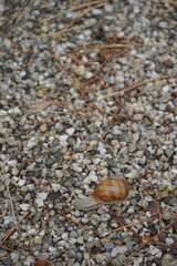 Close up of brown snail with spiral shell on pebble background at early autumn. Blurred on the back