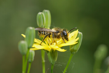Closeup on a female Patchwork leafcutter bee, Megachile centuncularius on a yellow flower
