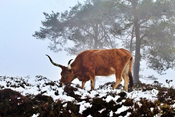 cow in the snow