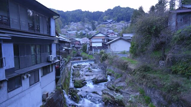 Nara Time lapse - Sunset of Hasedera Temple in full bloom with cherry blossoms