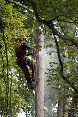 aborist working at height during tree care