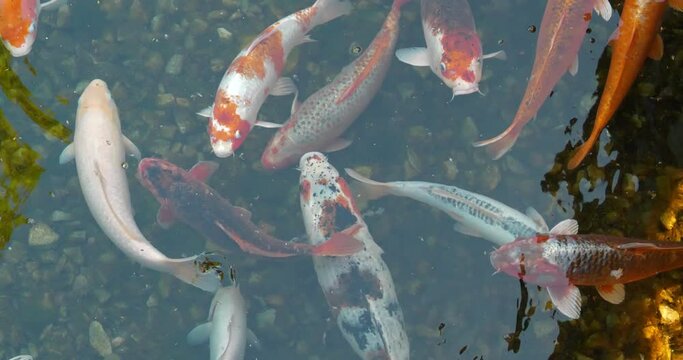 Group of colorful fancy carps and Koi fishes swims at pond. Koi, fancy carps fish swims in water. Cinema 4K 60fps video