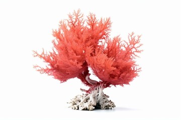 Single coral beauty bush on white background. Generative AI