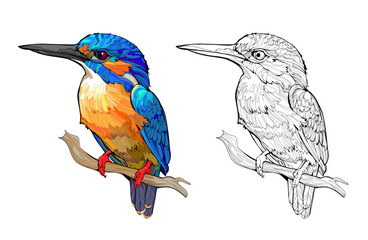 Colorful and black and white page for coloring book. Illustration of a common kingfisher. Printable worksheet for children exercise book. Clip-art cartoon vector. Animals for kids.