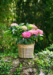 Garden scene with blooming pink, green hydrangea flower in a wicker basket in the cottage garden....