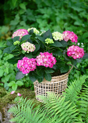 Still life with blooming pink, green hydrangea flower in a wicker basket in the cottage garden. Floristic concept (Hydrangea macrophylla)
