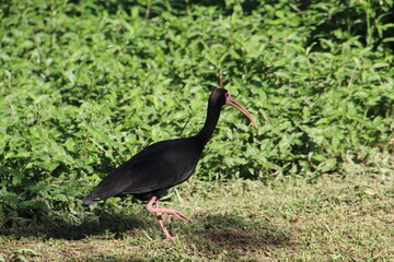 ave maçarico preto - Phimosus infuscatus 