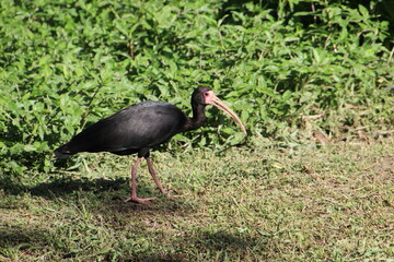 Naklejka premium ave maçarico preto - Phimosus infuscatus 