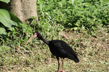 ave maçarico preto - Phimosus infuscatus 