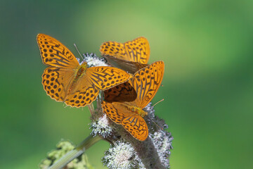 Silver-washed fritillary (Argynnis paphia)