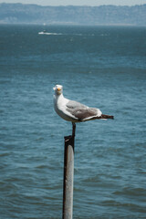 seagull on the pier