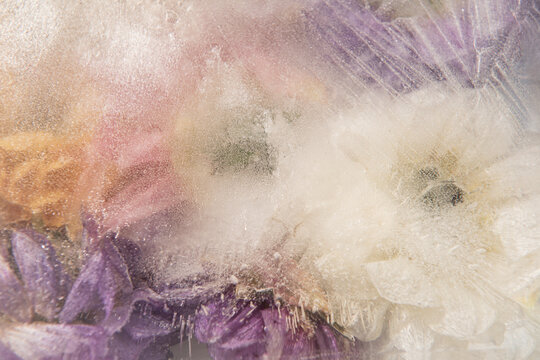 abstract art background with frozen summer flowers in ice, milk and water