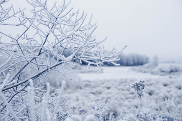 Fototapeta na wymiar Frozen branch with frozen landscape in Lapland.jpg