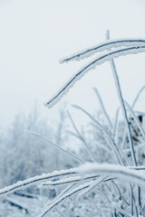 Frozen branches in completely white background snow.jpg