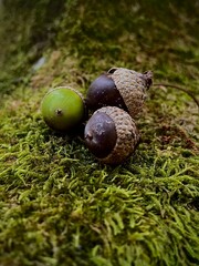 acorn