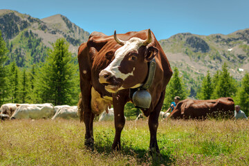 "Piemontese" race is a bovine perfect both for milk and meat production. To assure the best life and quality in the production, every june the cows are brought to graze high on the Mountains. 