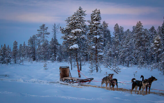 A dogsled tour in Kiruna, December, Sweden