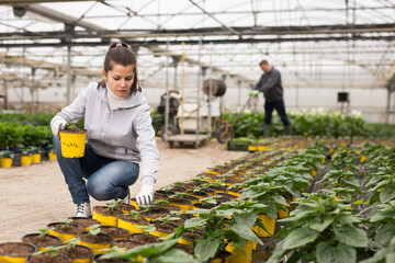 Experienced female florist inspecting potted plants in greenhouse