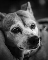 Old dog with sad look in black and white. Expressive eyes looking straight ahead. White fur on the face. Shallow depth of field.