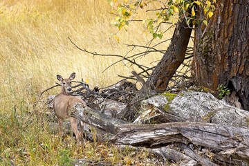 Fototapeta premium Deer looks back at the camera.
