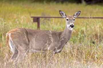 Fototapeta premium Female deer stands in the tall grass.