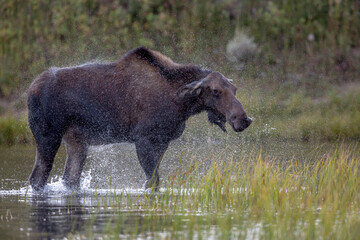 Moose Rain, Shaking Water