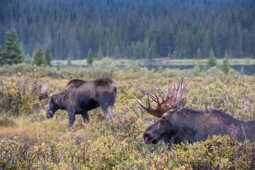 Moose, Grazing in Willows