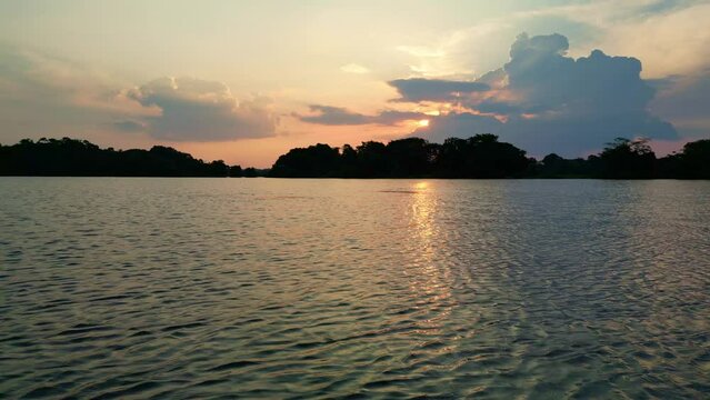 Freshwater river dolphins swimming in amazon rainforest jungle at sunset