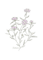 Knapweed with petals and leaves in pastel colors on white background. Centaurea. Wild herbs for posters, covers and packaging. Sketch style. Hand drawn vector illustration - 661222337