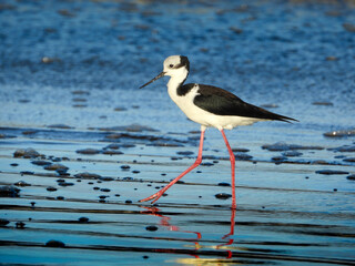 White-backed Stilt (Himantopus melanurus) - walking on the beach - Pernilongo-de-costas-brancas