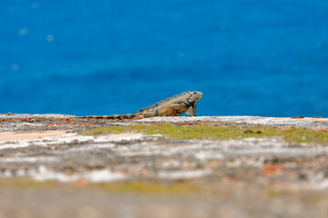 Iguana lays in a rock next to a cliff during the daytime next to the atlantic ocean.