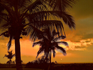 Palm tree silhouette at sunset