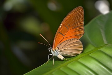 Fototapeta na wymiar close-up of a butterfly on a leaf. Generative AI