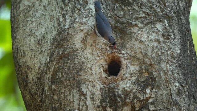 A velvet-fronted nuthatch, sitta frontalis, bringing a worm to its nest