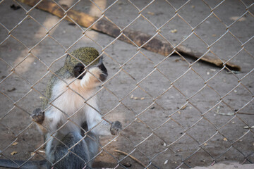 a lonely kra or Macaca fascicularis monkey in a metal cage at the zoo on sunny day