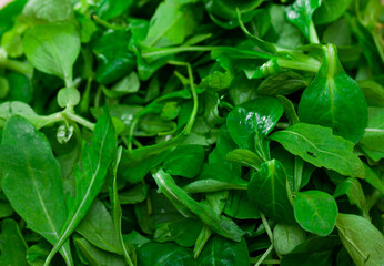 Heap of green fresh arugula leaf and canonigo or mache salad