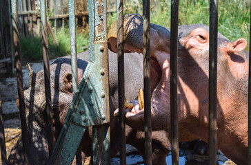 close up of a hippopotamus amphibius being fed in a cage at the zoo on daytime at giza egypt