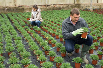 Experienced owner of greenhouse engaged in cultivation of potted ornamental plants, checking not flowering seedlings of African daisies