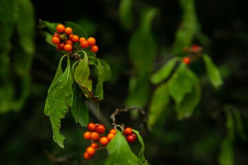 berries on a bush