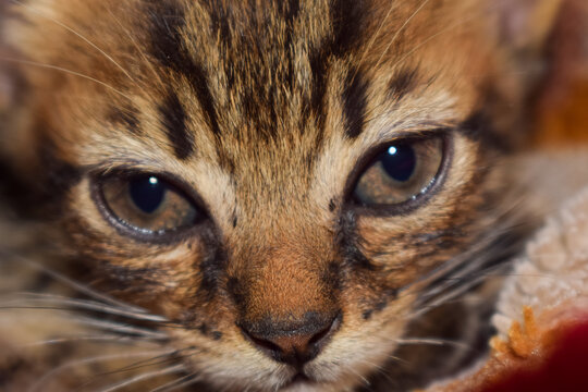 a close up of a sweet little pet cat's face on day at cairo egypt