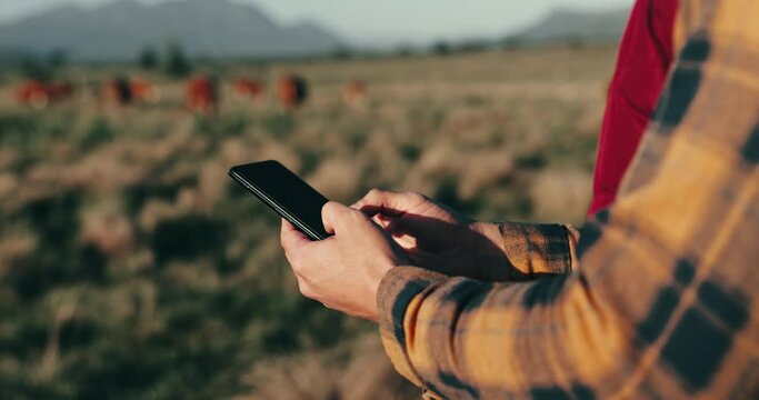 Farmer, phone and cows on field for agriculture, eco friendly and sustainability business with free range animals. Person hands, seller or supplier typing on mobile for e commerce, cattle and farming