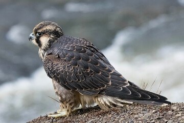 Immature female Peregrine Falcon perched on a cliff.