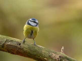 Cute little blue tit perched on a branch in the woodland