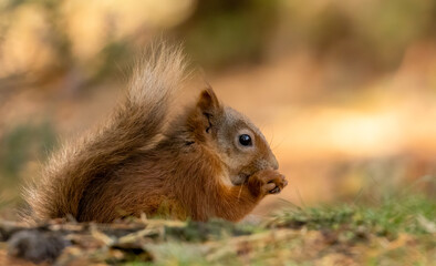 Naklejka na ściany i meble Adorable and hungry little scottish red squirrel eating a nut in the woodland